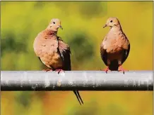  ?? Houston Chronicle ?? Mourning doves in Texas.