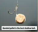  ??  ?? Banded pellet is the best shallow bait.