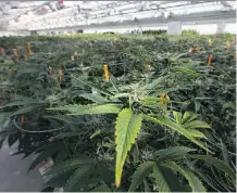  ?? DAX MELMER/FILES ?? Aphria’s greenhouse in Leamington, Ont. Aphria’s stock suffered the largest drop of the day Monday, falling nearly 14 per cent.