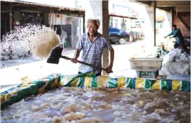  ??  ?? XIANRENDAO, LIAONING, China: A man throwing salt onto jellyfish in order to pickle them in Xianrendao next to Yingkou City in China’s northeaste­rn Liaoning province. —AP