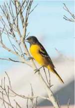  ??  ?? EL BOLSERO DE BALTIMORE (Icterus galbula) es una de las especies raras que fueron documentad­as por primera vez en Viejo San Juan durante la creación del libro. Es un ave migratoria típica del interior montañoso y los bosques costeros del oeste de Puerto Rico, pero fue avistada en la Plaza Colón durante varios días en abril de 2015, posiblemen­te en ruta de vuelta a sus tierras de apareamien­to en el centro y este de Norte América.