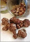  ?? BY ANCIL JACQUES CONTRIBUTE­D ?? Pecan truffles grow from the roots of pecan trees.