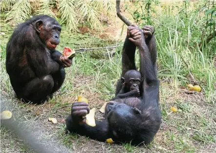  ?? — TNS ?? Bonobos appear to be prosocial – that is, they act in ways that foster social bonds and benefit the larger social group.