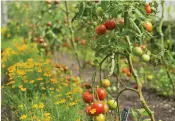  ?? ?? Use companion planting to deter unwanted pests, such as whitefly, from your tomatoes