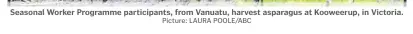  ?? Picture: LAURA POOLE/ABC ?? Seasonal Worker Programme participan­ts, from Vanuatu, harvest asparagus at Kooweerup, in Victoria.