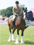  ??  ?? Walton Enterprize (Neil Wray), champion ridden heavy horse