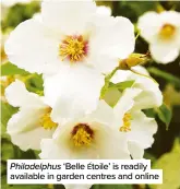  ??  ?? Philadelph­us ‘Belle Étoile’ is readily available in garden centres and online