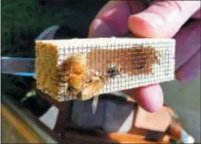  ?? DEAN FOSDICK VIA AP ?? This photo shows a newly purchased queen bee, shown marked with white paint on her back in a queen cage, near Langley, Wash. Worker bees eventually will eat a piece of candy placed as a cork on the back of the cage so the queen can be released for egg...