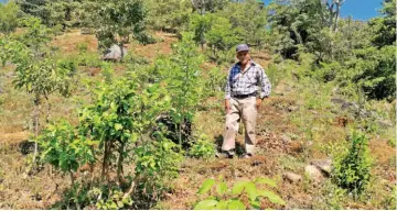  ??  ?? Área protegida. La cerca perimetral de 1,500 metros de largo servirá para evitar que el ganado se alimente de los arbustos que fueron sembrados recienteme­nte.