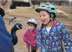  ??  ?? Eby Farmstead employee Rachel Hunchak, above, brushes a miniature donkey at Waterloo Park. Diana Pullen, 8, and her sister Charlotte, 4, get a close-up look at a peacock.