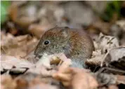  ??  ?? The tiny bank vole eats both nuts and insects below the oak. They grow to approximat­ely 4in (10cm) in body length with a 2in (6cm) long tail.