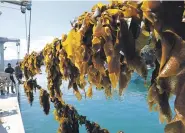  ?? MARK TAYLOR/ WAIKATO TIMES ?? Greenwaven­z is paving the way for a sustainabl­e seaweed aquacultur­e industry in the Waikato.