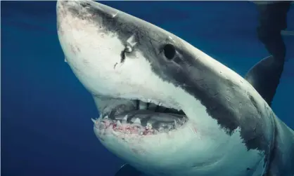  ?? Photograph: Stephen Frink/Getty Images ?? A great white shark. The species, which has killed several people in Australian waters this year, tends to follow migrations of prey, such as salmon, which can be influenced by La Niña, an expert says.