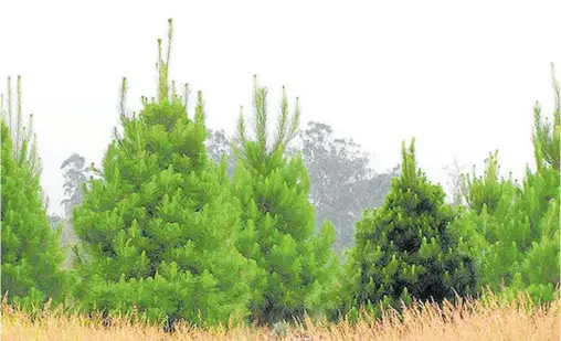 ?? Photo / NZME ?? Pinus radiata is an invasive species.