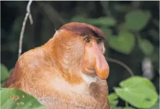  ?? PHOTO: GETTY IMAGES ?? The large nose of proboscis monkeys make their mating calls louder.