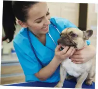  ?? ?? Job for people who care: A vet giving a dog a dental examinatio­n