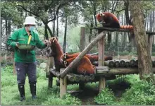  ?? WANG JING / CHINA DAILY ?? A zookeeper feeds red pandas at the Wuhan Zoo in Hubei province on Sunday.