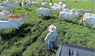  ?? [AP PHOTOS] ?? GLEN FLORA, TEXAS — John Locke works to move a herd to another field at his family’s ranch in Glen Flora, Texas. The damage Harvey inflicted on Texas’ cattle industry hasn’t been calculated yet. Even though Harvey unleashed catastroph­ic flooding on...