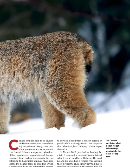  ??  ?? The Canada lynx takes a last look at Megan before disappeari­ng into the forest for the night.