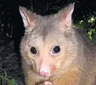  ??  ?? Hundreds of possums were culled.