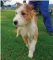  ??  ?? Norris is a wonderful high-energy wirehair cross. He does well with calm, friendly dogs and loves everyone! He is one year old.