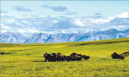  ?? U.S. Fish and Wildlife Service ?? MUSK OXEN on the Arctic National Wildlife Refuge’s coastal plain. If oil drilling occurs, who will be responsibl­e for cleanup?