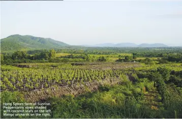  ??  ?? Hong Spices farm at Sunrise. Peppercorn­s vines shaded with coconut leafs on the left. Mango orchards on the right.