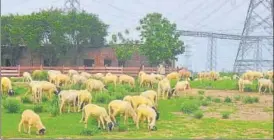  ?? ANIL KUMAR MAURYA/HT ?? ■
A shepherd tending to his flock of sheep in Prayagraj.