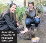  ??  ?? An echidna encounter at Healesvill­e Sanctuary