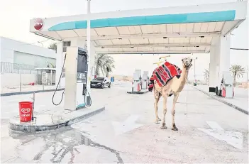  ?? ?? The Judaean desert, in the occupied West Bank near the Palestinia­n city of Jericho, shows a petrol station, with a camel standing. — AFP file photos