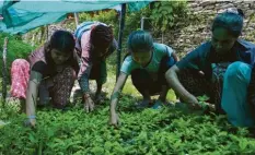  ??  ?? Die Kinder helfen auf der „Indreni Organic Farm“bei der Arbeit mit. Mit dem was sie ernten, können sie sich selbst versorgen.