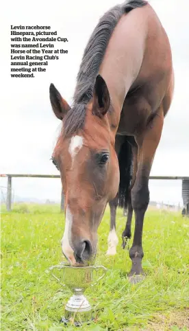  ?? ?? Levin racehorse Hinepara, pictured with the Avondale Cup, was named Levin Horse of the Year at the Levin Racing Club’s annual general meeting at the weekend.