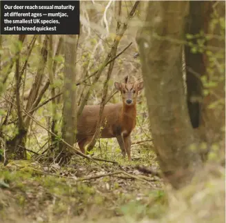  ??  ?? Our deer reach sexual maturity at different ages — muntjac, the smallest UK species, start to breed quickest