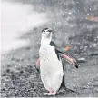  ?? ?? A chinstrap (Pygoscelis antarcticu­s) penguin is pictured at Deception Island.