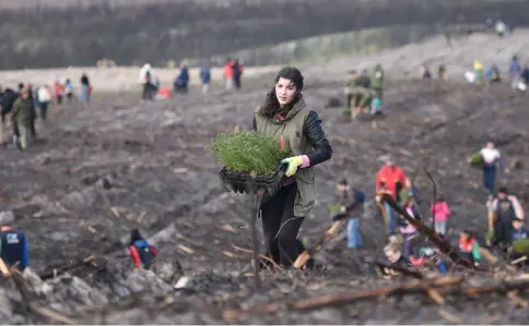  ??  ?? A volunteer carries pine tree saplings to be planted at a burnt area of Pinhal de Leiria near Vieira de Leiria.— AFP photo