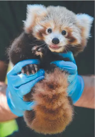  ?? Picture: ALEX ASBURY ?? Vets cling on to the red panda as he tries to make a break for it.