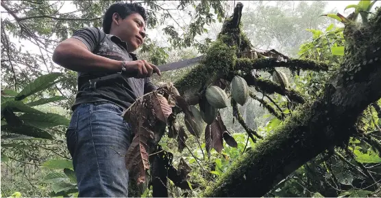  ??  ?? A worker harvests cacao in Mexico’s Lacandon jungle. Small North American bean-to-bar makers are trying to give farmers a larger share of the profits through a direct trade system.