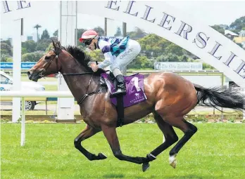  ?? Picture / Mango Publicity ?? Hasselhoof will make a massive step up in class at Ellerslie on Friday.