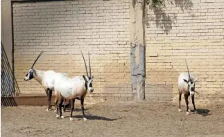  ??  ?? The Arabian oryx, a large mammal native to the Kuwaiti desert that went extinct in the wild. It is bred in Kuwait Zoo.