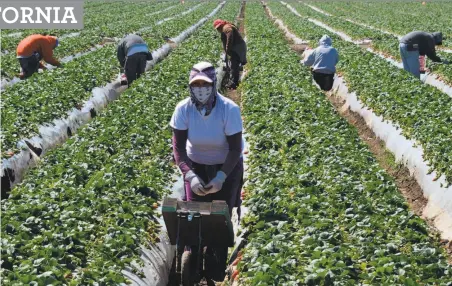  ?? Joe Klamar / AFP / Getty Images 2013 ?? Migrant workers harvest strawberri­es at a farm near Oxnard (Ventura County). The United States both exports and imports strawberri­es.