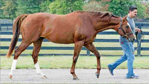  ?? BARBARA D. LIVINGSTON ?? Kitten’s Joy, who stands his first season at Hill ‘n’ Dale Farms this year, led all stallions in turf earnings for a fifth straight year.