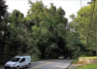  ?? LESLIE KROWCHENKO — DIGITAL FIRST MEDIA ?? Diseased or dangerous trees, some of which could be found among the healthy ones along Valleybroo­k Road, would be subject to removal as part of Chester Heights proposed property maintenanc­e ordinance.