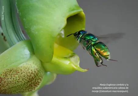  ??  ?? Abeja Euglossa cordata y la orquídea sudamerica­na cabeza de monje ( Catasetum macrocarpu­m).