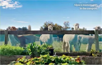  ??  ?? Alpaca manure goes in the compost.