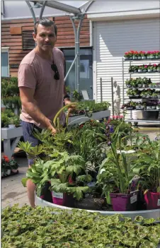  ?? Photo by Joe Hanley ?? Ballyseedy Garden Centre’s Nathan McDonnell watering the plants on Thursday as the business prepared to finally reopen.