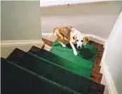  ?? PHOTOS FOR THE WASHINGTON POST ?? SHURAN HUANG
A runner made of artificial turf helps Hammy stay safe on the stairs.