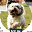  ??  ?? Shih tzu