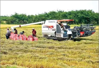  ?? HONG MENEA ?? Cambodia’s rice exports amounted to 626,225 tonnes last year, down around 1.5 per cent from 2017.