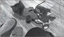  ?? THE CANADIAN PRESS/CARMA, SUSSEX CHAPTER ?? A stray kitten that was found in a New Brunswick farmer’s barn with two broken legs is being given a second chance, thanks to a lot of care and some Lego ingenuity. “Champ,” shown in a screengrab from video, was rescued by Cat Rescue Maritimes after...