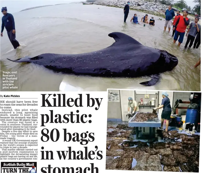  ??  ?? Menace: Officials lay out some of the plastic bags found in the whale’s stomach Tragic end: Rescuers in Thailand with the stricken pilot whale